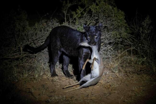 Kenya Black Leopard & Rhino Safari tour - 7 nights / 8 days